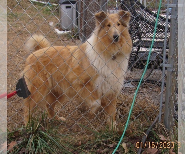 Medium Photo #15  Breeder Profile in HIGH POINT, NC, USA