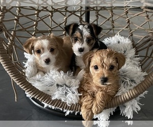 Morkie Dog Breeder in TUCSON,  USA