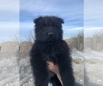 Small #128 Breeder Profile image
