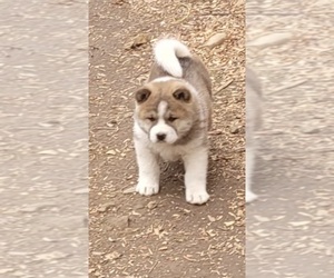 Akita Dog Breeder near LONACONING, MD, USA