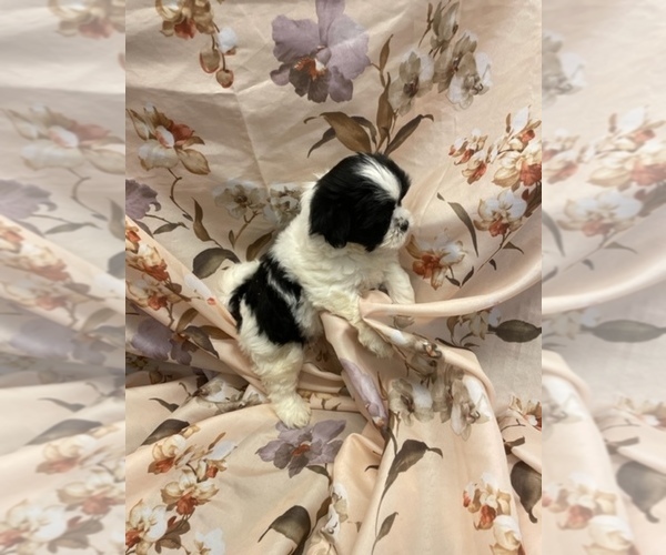Medium Photo #9  Breeder Profile in HENNIKER, NH, USA
