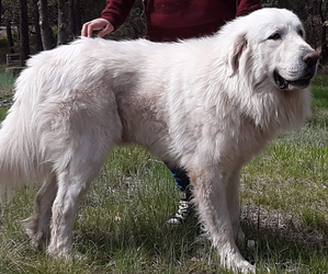Main photo of Great Pyrenees Dog Breeder near CLOUDCROFT, NM, USA