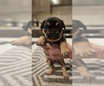 Small #8 Breeder Profile image