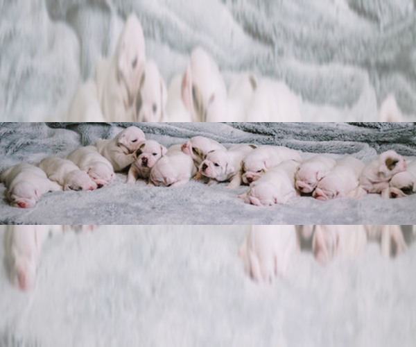Medium Photo #1  Breeder Profile in DEMOREST, GA, USA