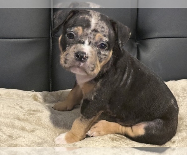 Medium Photo #1  Breeder Profile in BOLIVAR, MO, USA