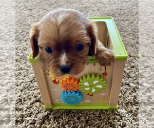 Main photo of Poodle (Standard) Dog Breeder near LAPOINT, UT, USA