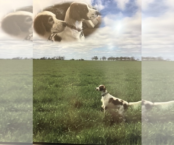 Medium Photo #1  Breeder Profile in MILES, TX, USA