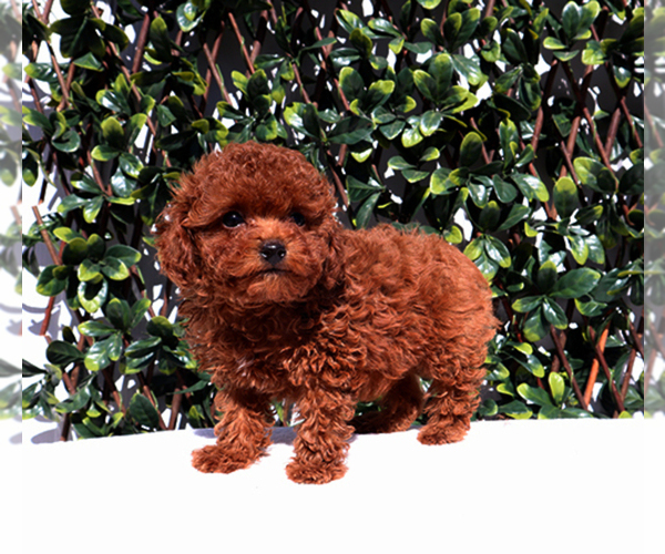 Medium Photo #3  Breeder Profile in LOS ANGELES, CA, USA
