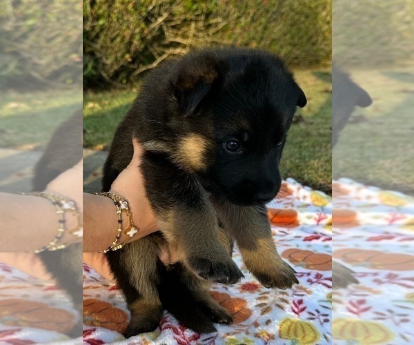 Medium Photo #7  Breeder Profile in COWARTS, AL, USA