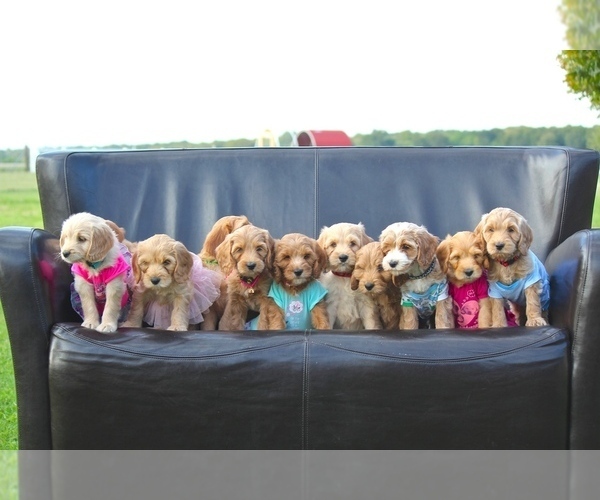 Medium Photo #1  Breeder Profile in BELLMEAD, TX, USA