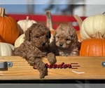 Small Photo #1  Breeder Profile in FRYSTOWN, PA, USA