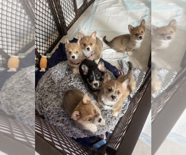 Medium Photo #7  Breeder Profile in OAKLEY, CA, USA