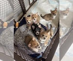 Small #6 Breeder Profile image