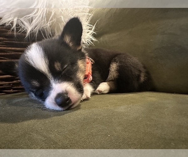 Medium Photo #16  Breeder Profile in PERKINSVILLE, VT, USA