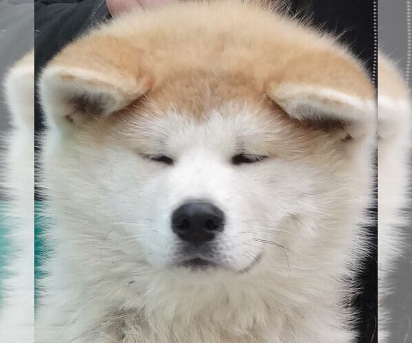 Medium Photo #1  Breeder Profile in IRVINE, CA, USA