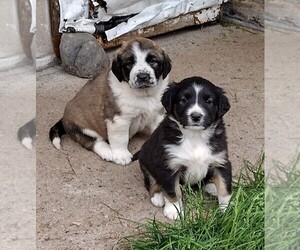 Border Collie-Newfoundland Mix Dog Breeder near WAUSAUKEE, WI, USA