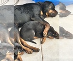 Small #2 Breeder Profile image