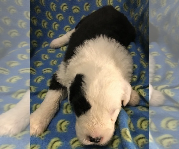 Medium Photo #4  Breeder Profile in WAKE FOREST, NC, USA