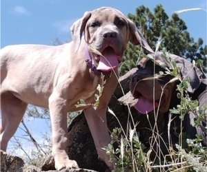 Cane Corso Dog Breeder in DENVER,  USA