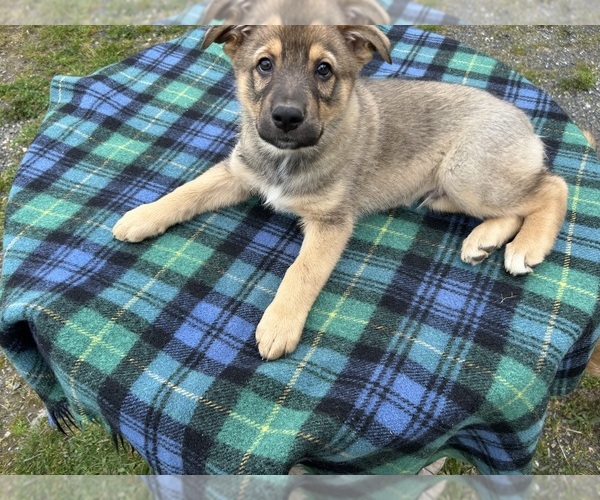 Medium Photo #7  Breeder Profile in DEMING, WA, USA