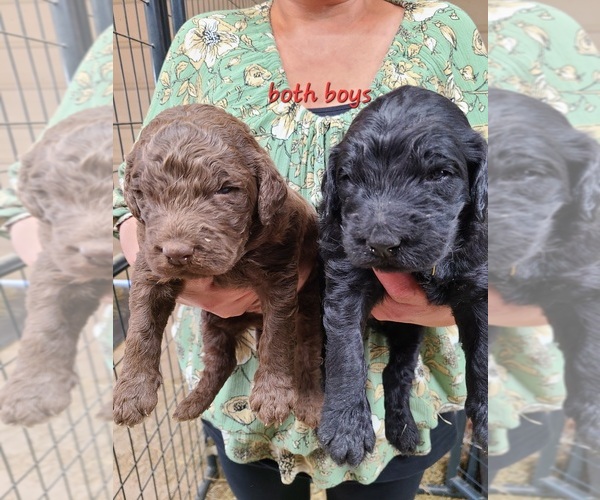 Medium Photo #1  Breeder Profile in IRVINGTON, KY, USA
