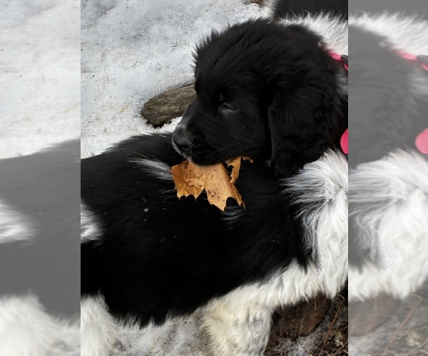 Medium Photo #5  Breeder Profile in SAXTONS RIVER, VT, USA