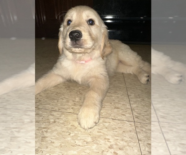 Medium Photo #2  Breeder Profile in EAST ELMHURST, NY, USA