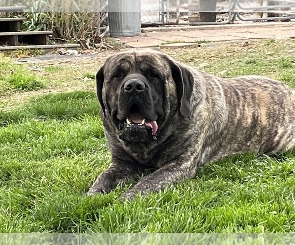 Medium Photo #1  Breeder Profile in NEOGA, IL, USA