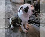 Small Photo #58  Breeder Profile in TOMBALL, TX, USA