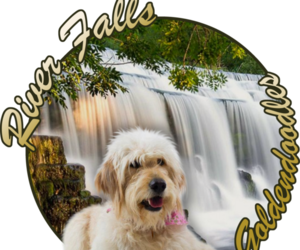 Goldendoodle (Miniature) Dog Breeder near EASLEY, SC, USA