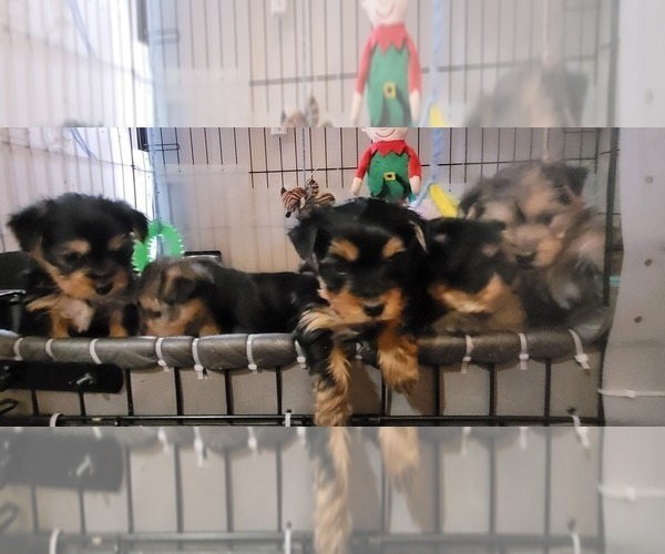 Medium Photo #328  Breeder Profile in AKRON, OH, USA