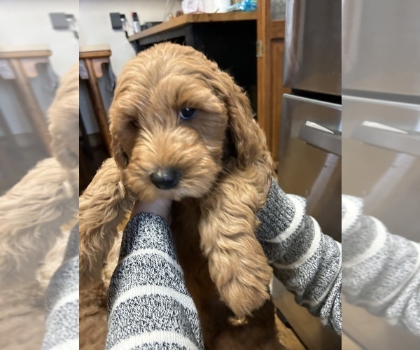 Medium Photo #1  Breeder Profile in PLATTE CITY, MO, USA