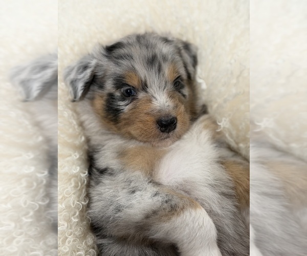 Medium Photo #13  Breeder Profile in NEW BRAUNFELS, TX, USA