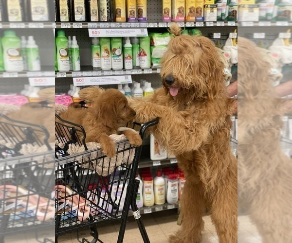 Medium Photo #7  Breeder Profile in MARINA DEL REY, CA, USA