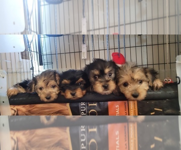 Medium Photo #195  Breeder Profile in AKRON, OH, USA