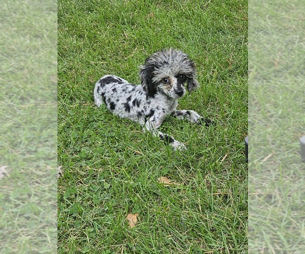 Medium Photo #1  Breeder Profile in NEENAH, WI, USA