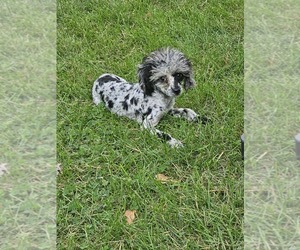 Poodle (Toy) Dog Breeder in NEENAH,  USA