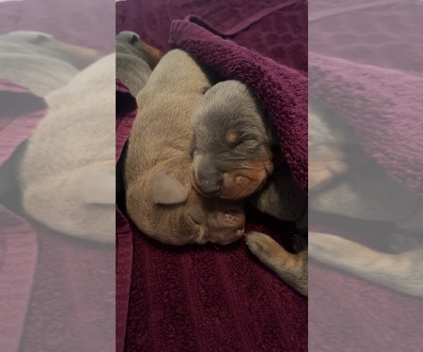 Medium Photo #17  Breeder Profile in CORRIGAN, TX, USA