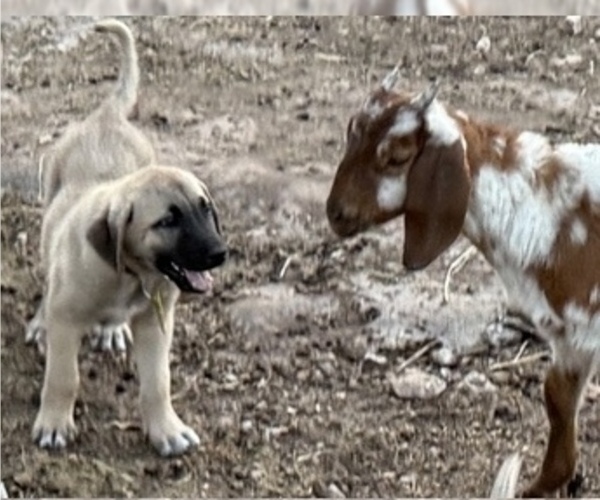 Medium Photo #2  Breeder Profile in MOUNTAIN HOME, TX, USA