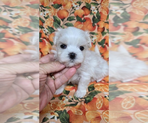 Medium Photo #20  Breeder Profile in PICKFORD, MI, USA