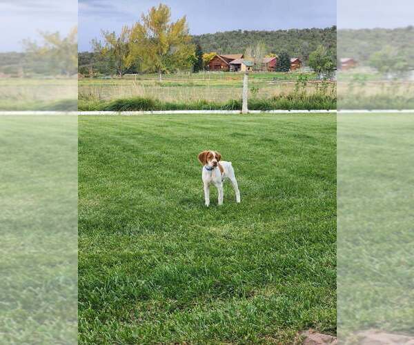 Medium Photo #17  Breeder Profile in MONTROSE, CO, USA