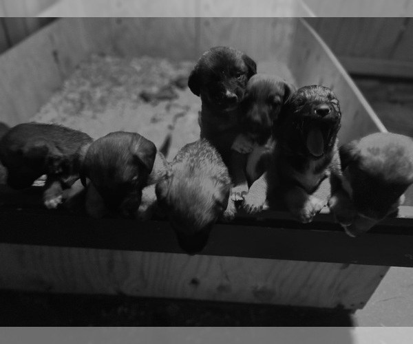 Medium Photo #3  Breeder Profile in CANDLER, NC, USA