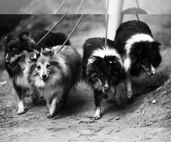 Medium Photo #1  Breeder Profile in Lagrace-Dieu, Occitanie, France
