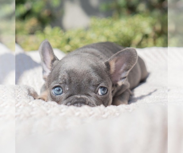 Medium Photo #13  Breeder Profile in IRVINE, CA, USA