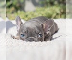 Small #12 Breeder Profile image