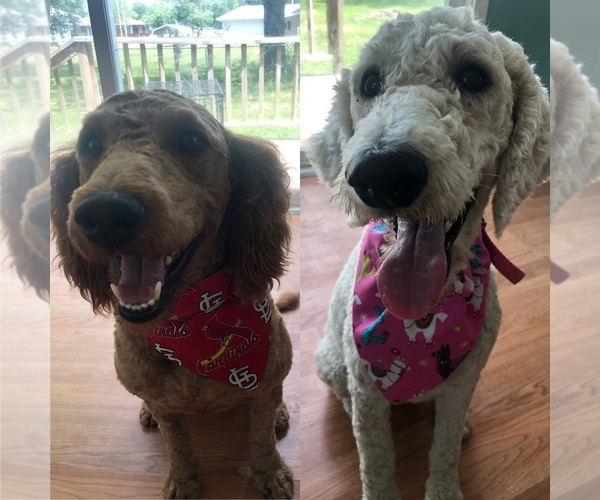 Medium Photo #1  Breeder Profile in BRUSHY, IL, USA