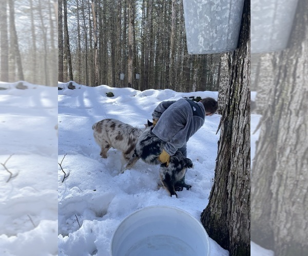 Medium Photo #4  Breeder Profile in BELMONT, VT, USA