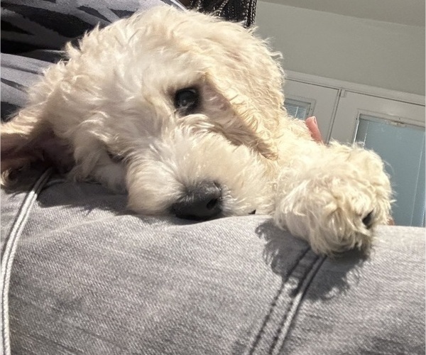 Medium Photo #6  Breeder Profile in FAYETTEVILLE, GA, USA