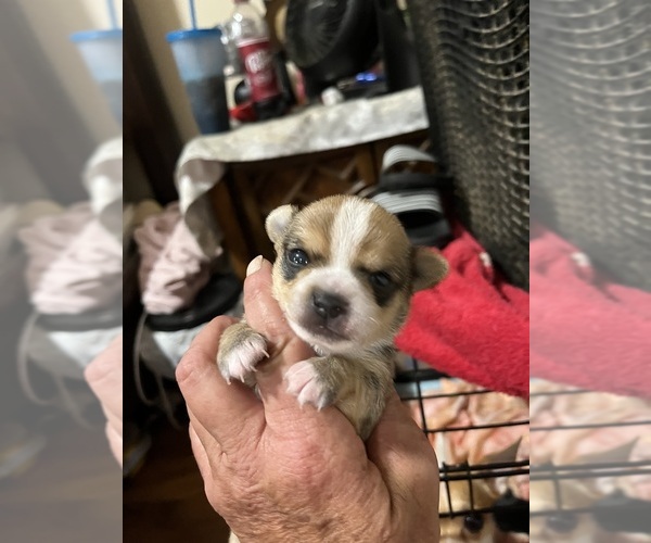 Medium Photo #1  Breeder Profile in DANIELSVILLE, GA, USA