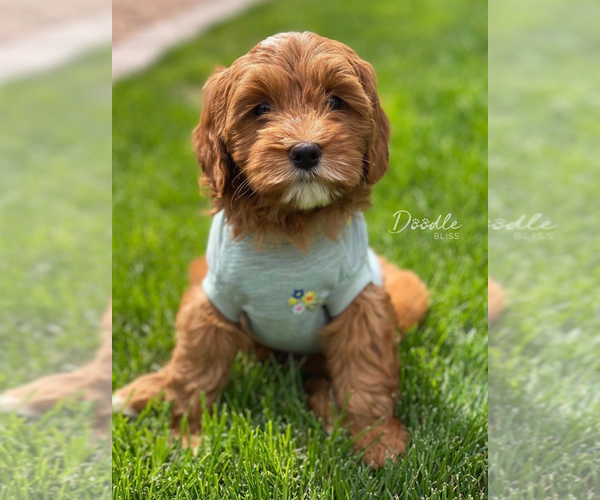 Medium Photo #1  Breeder Profile in GILBERT, AZ, USA